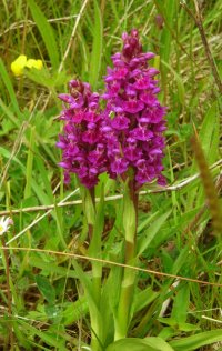 Northern Marsh Orchid Dactylorhiza purpurella